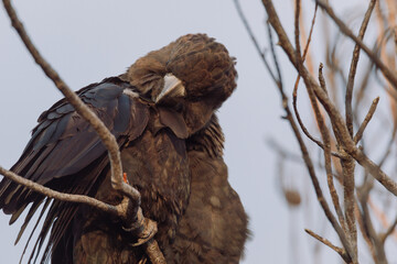Glossy Black Cockatoo sitting in a tree