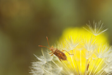 bug on a dandelion