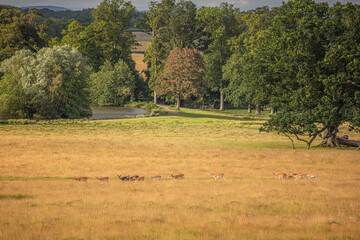 Nice shot of deer in wilderness © Katarzyna Kedziora/Wirestock