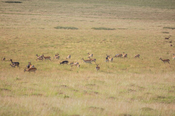 Nice shot of deer in wilderness © Katarzyna Kedziora/Wirestock