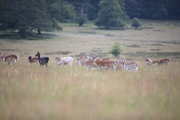 Nice shot of deer in wilderness © Katarzyna Kedziora/Wirestock