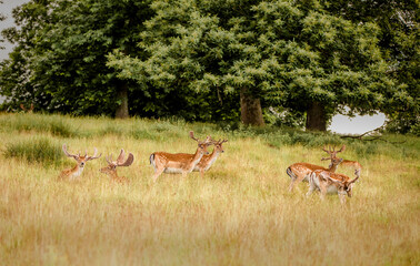Nice shot of deer in wilderness © Katarzyna Kedziora/Wirestock