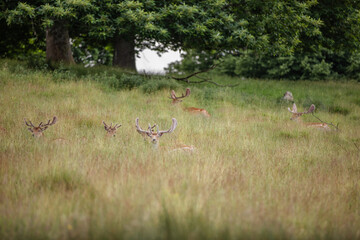 Nice shot of deer in wilderness © Katarzyna Kedziora/Wirestock