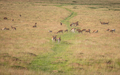 Nice shot of deer in wilderness © Katarzyna Kedziora/Wirestock