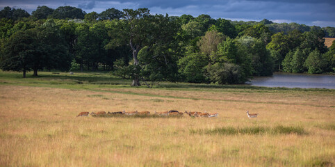 Nice shot of deer in wilderness © Katarzyna Kedziora/Wirestock
