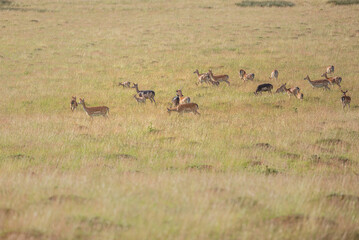 Nice shot of deer in wilderness © Katarzyna Kedziora/Wirestock
