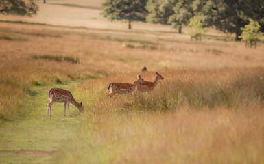 Nice shot of deer in wilderness © Katarzyna Kedziora/Wirestock