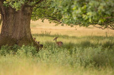 Nice shot of deer in wilderness © Katarzyna Kedziora/Wirestock