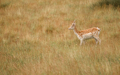 Nice shot of deer in wilderness © Katarzyna Kedziora/Wirestock