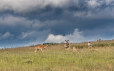 Nice shot of deer in wilderness © Katarzyna Kedziora/Wirestock