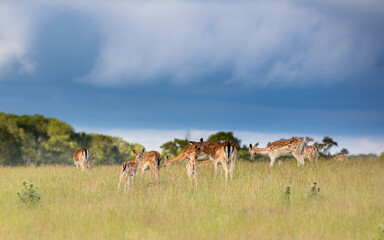 Nice shot of deer in wilderness © Katarzyna Kedziora/Wirestock