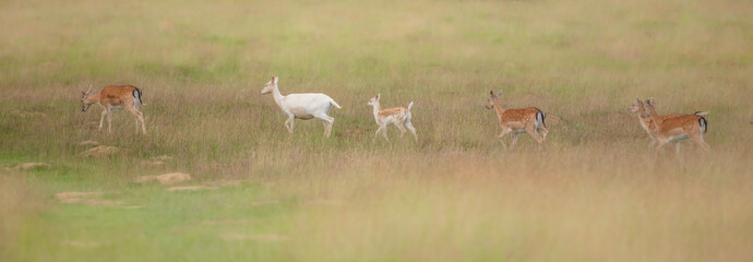 Nice shot of deer in wilderness © Katarzyna Kedziora/Wirestock