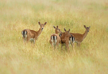 Nice shot of deer in wilderness © Katarzyna Kedziora/Wirestock
