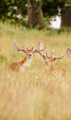 Nice shot of deer in wilderness © Katarzyna Kedziora/Wirestock