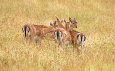 Nice shot of deer in wilderness © Katarzyna Kedziora/Wirestock
