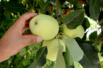 closeup the bunch ripe green apple fruit with branch with leaves hold hand over out of focus green brown background.