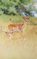 Nice shot of deer in wilderness © Katarzyna Kedziora/Wirestock