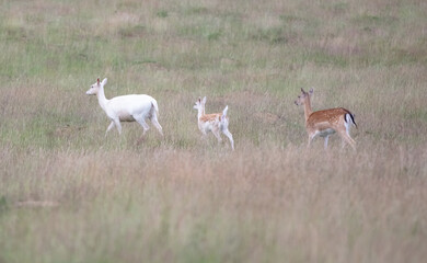 Nice shot of deer in wilderness © Katarzyna Kedziora/Wirestock