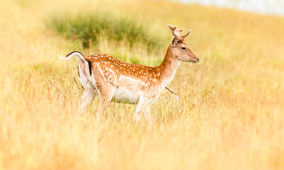 Nice shot of deer in wilderness © Katarzyna Kedziora/Wirestock