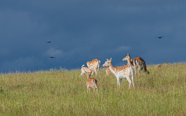 Shot of deer in a field © Katarzyna Kedziora/Wirestock