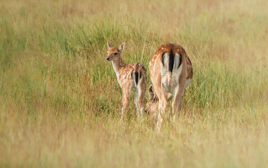Shot of deer in a field © Katarzyna Kedziora/Wirestock
