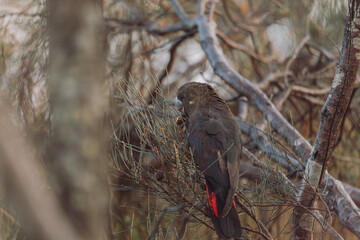 Glossy Black Cockatoo sitting in a tree