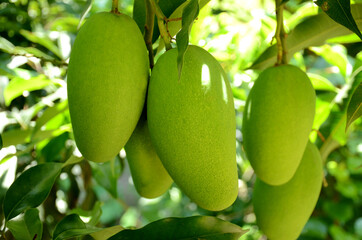 closeup the bunch ripe green mango fruit with branch with leaves over out of focus green brown...