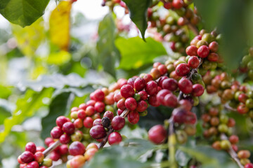 Branch of red cherry coffee bean on tree ,industry agriculture on tree in North of thailand