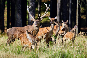 Rotwild ( Cervus elaphus ).