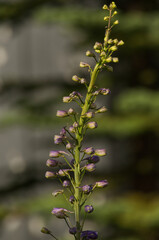 A Delphinium getting ready to Bloom