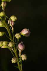 A Delphinium getting ready to Bloom