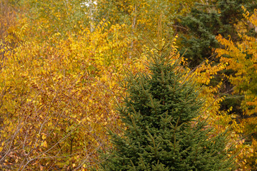 Sikhote-Alin Biosphere Reserve. Far Eastern autumn taiga. Dense impassable autumn forest.