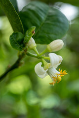 Beautiful flower lemon blossoming hibiscus flower and lemon blossom in macro close-up. 