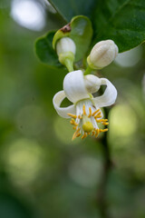 Beautiful flower lemon blossoming hibiscus flower and lemon blossom in macro close-up. 