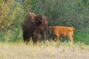 cow bison with calf