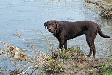 Schokobrauner Labrador am Flußufer.