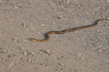 common garter snake on dirt road