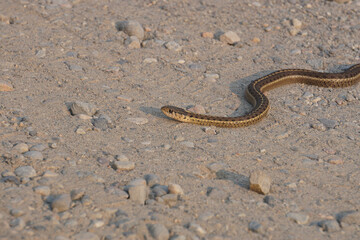common garter snake on dirt road