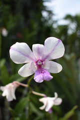 Fototapeta na wymiar White and purple isolated orchid flower in outdoor garden