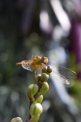 Closeup dragonfly resting on a flower in outdoor garden