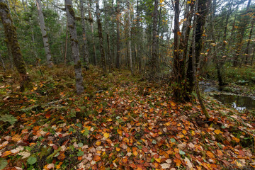 Sikhote-Alin Biosphere Reserve. Far Eastern autumn taiga. Autumn leaves fallen from trees.