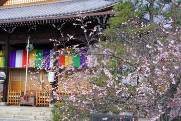 冬に咲く妙蓮寺の御会式桜