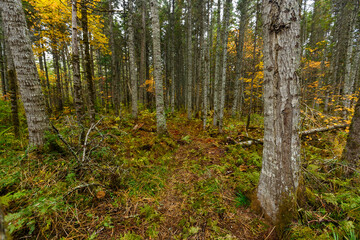 Sikhote-Alin Biosphere Reserve. Far Eastern autumn taiga. Dense impassable autumn forest.