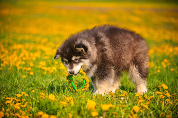 A cute fluffy black-gray puppy of the breed Alaskan Malamute walking on a field of yellow dandelions in the park with a wreath of yellow flowers in his teeth