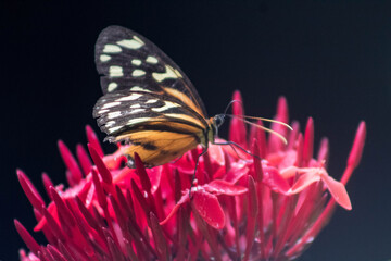 Mariposa descansando, flores rojas, isoras, mariposa monarca, polen, miel