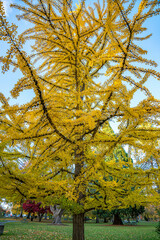Close up photo of a vibrant yellow tree inside an empty park