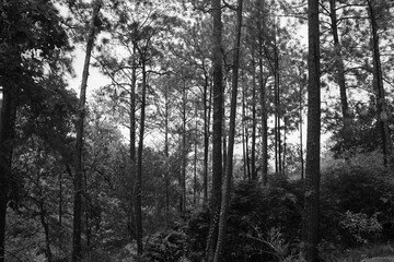 Obraz premium Pinos en blanco y negro, montañas de coníferas, armonía natural, sonidos de los pinos, meditación