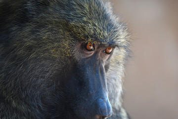 Baboon monkey portrait 