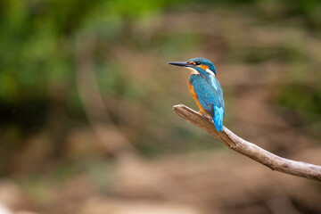 Common Kingfisher (Alcedo atthis) perching on a branch.
