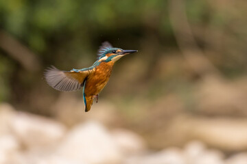 Common European Kingfisher (Alcedo atthis). river kingfisher flying
